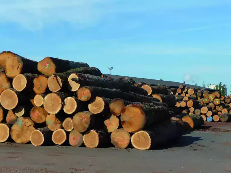 Essence de bois Chêne de France - Production Janneau